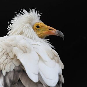 Egyptian Vulture