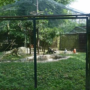 Ibis and spoonbill enclosure