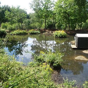 Capybara enclosure