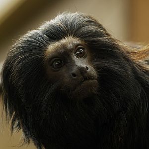 Black lion tamarin