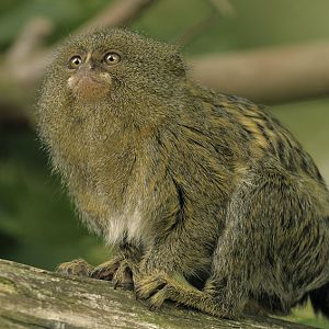 Eastern pygmy marmoset