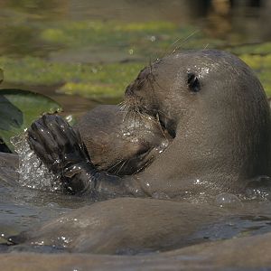 Giant otters playing