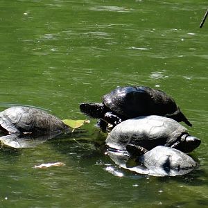 Emys orbicularis