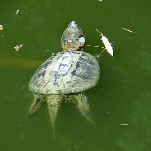 Chelydra serpentina