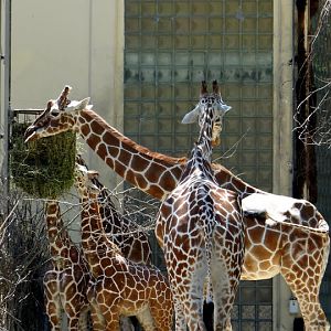 Giraffa camelopardalis reticulata