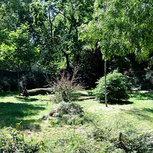 Paddock of Okapia johnstoni