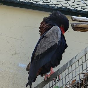 Terathopius ecaudatus