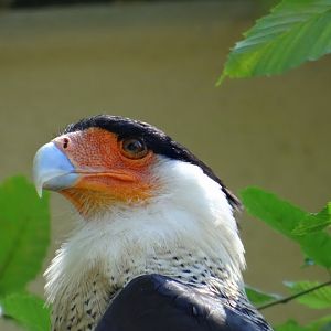 Polyborus plancus cheriway