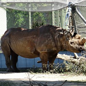 Diceros bicornis minor