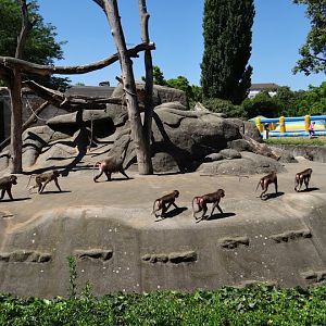 Paddock of Papio hamadryas