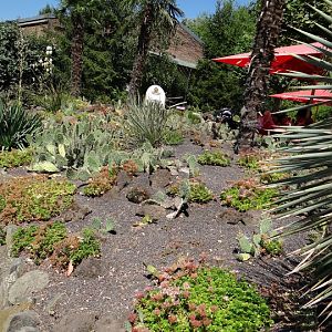 Cacti at the restoration in the zoo