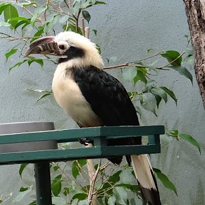Penelopides panini panini