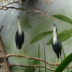 Egretta picata