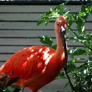 Scarlet ibis