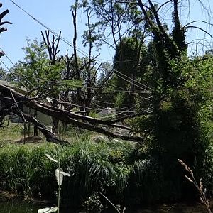 Paddock of Gorilla gorilla gorilla