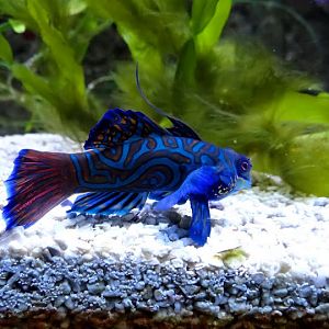 Synchiropus splendidus