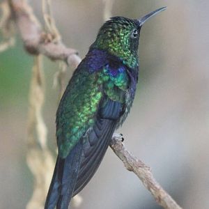 Fork-tailed Woodnymph