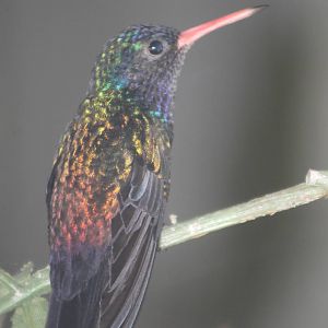 White-chinned sapphire