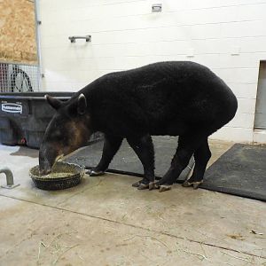 Mountain Tapir