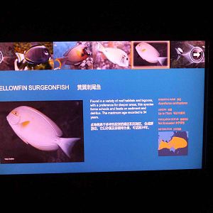 Signage example, S.E.A. Aquarium, May 2013.