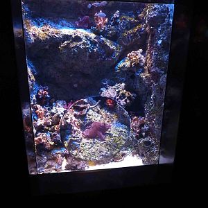Scorpionfish tank, S.E.A. Aquarium, May 2013.