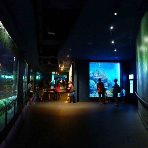 Bay of Bengal and Laccadive Sea, S.E.A. Aquarium, May 2013.