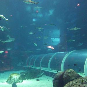 Shark seas, S.E.A. Aquarium, May 2013.