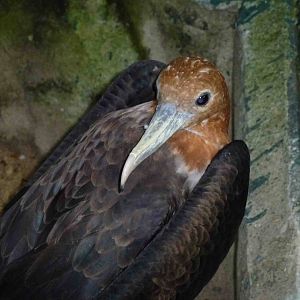 Juvenile frigatebird, June 2013.