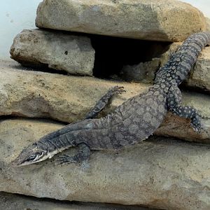 Varanus glauerti