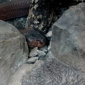 Naja mossambica pallida