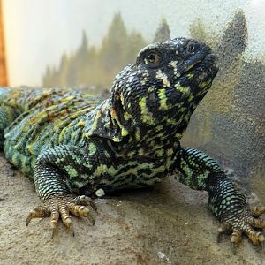 Uromastyx o.ornatus