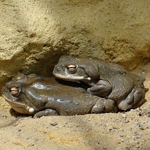 Bufo alvarius