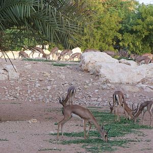 Mixed Arabian Antelope Exhibit