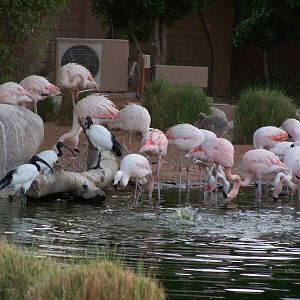 Flamingo Exhibit