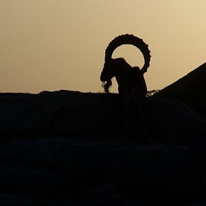 Nubian Ibex Silhouette 1