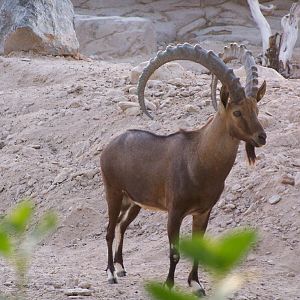 Nubian Ibex