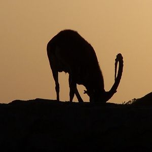 Nubian Ibex Silhouette 2