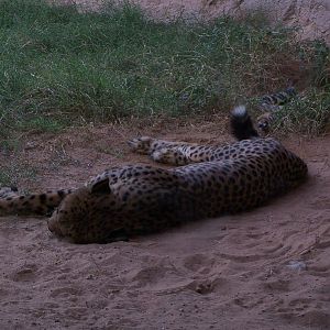Cheetah