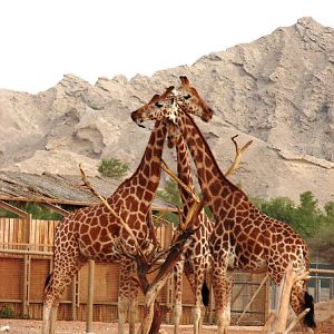 Nubian Giraffes