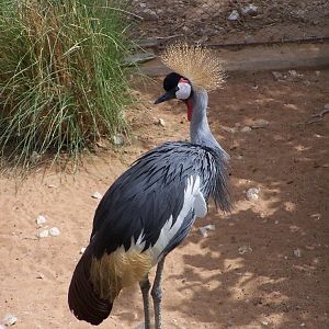 Grey Crowned Crane