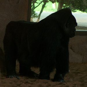 Gorilla