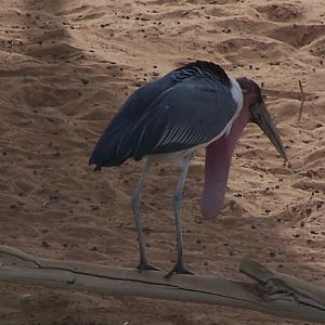 Marabou Stork (Leptoptilos crumeniferus)