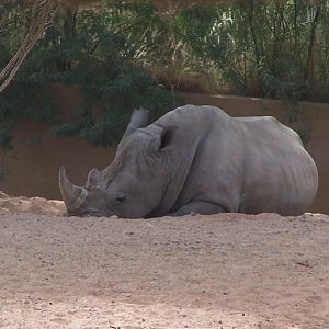 Rhinocerous