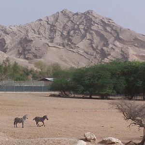 Zebras Running Around Paddock