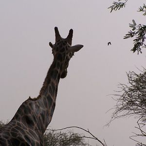 Giraffe