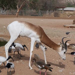 Gazelle Amongst The Birds