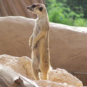 Meerkat