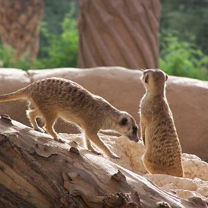Meerkats