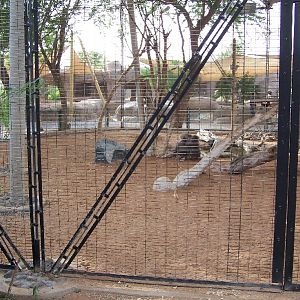 Baboon Exhibit