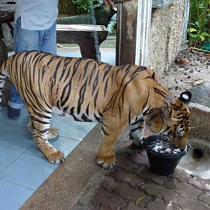 Tiger - photo prop, June 2013.